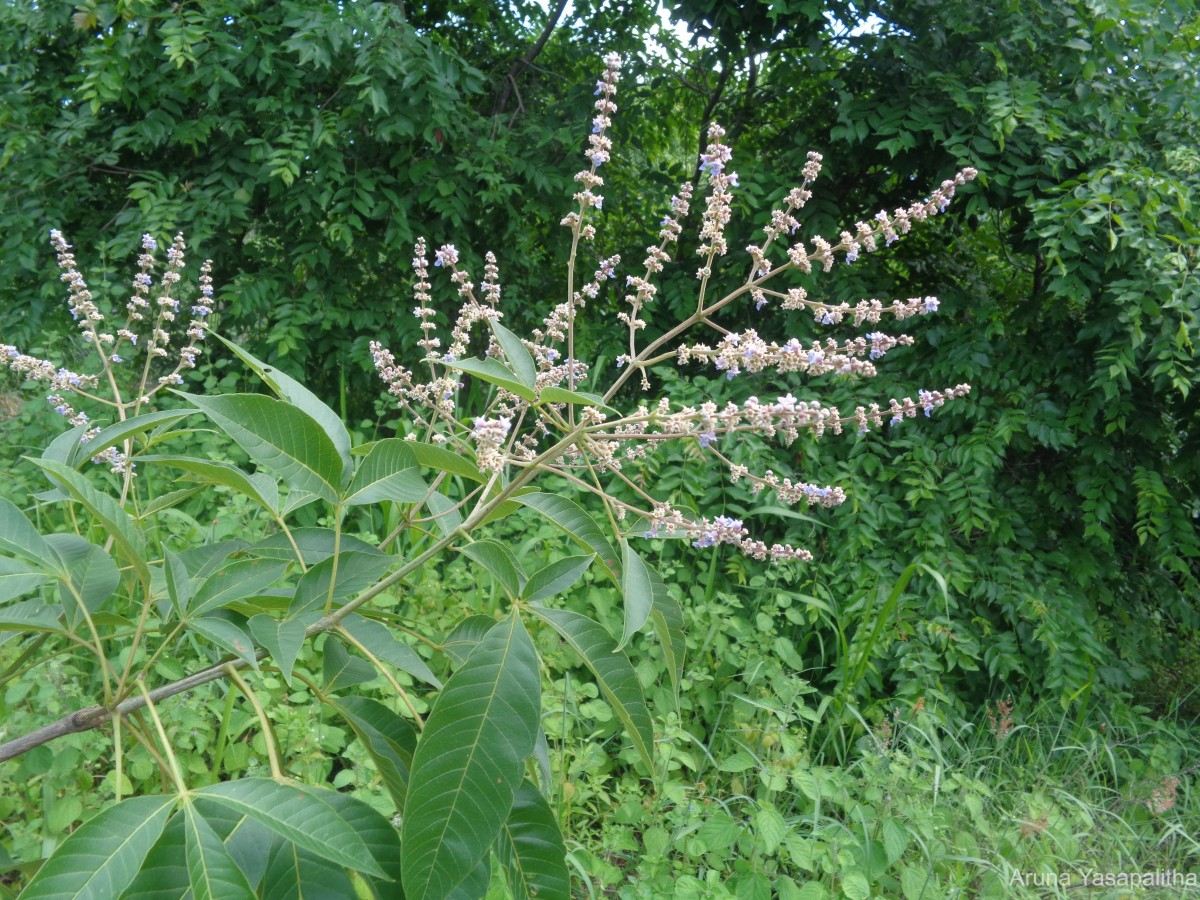 Vitex altissima L.f.